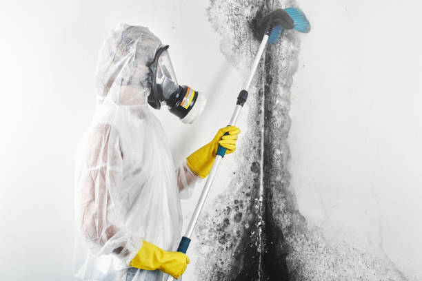 Professional Mold Removal in Reidville, SC