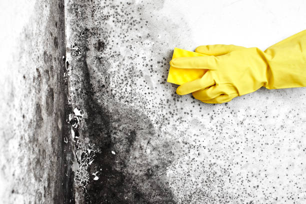 Mold Remediation for Vacation Homes in Reidville, SC