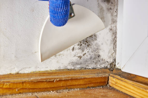 Best Post-Construction Mold Inspection  in Reidville, SC